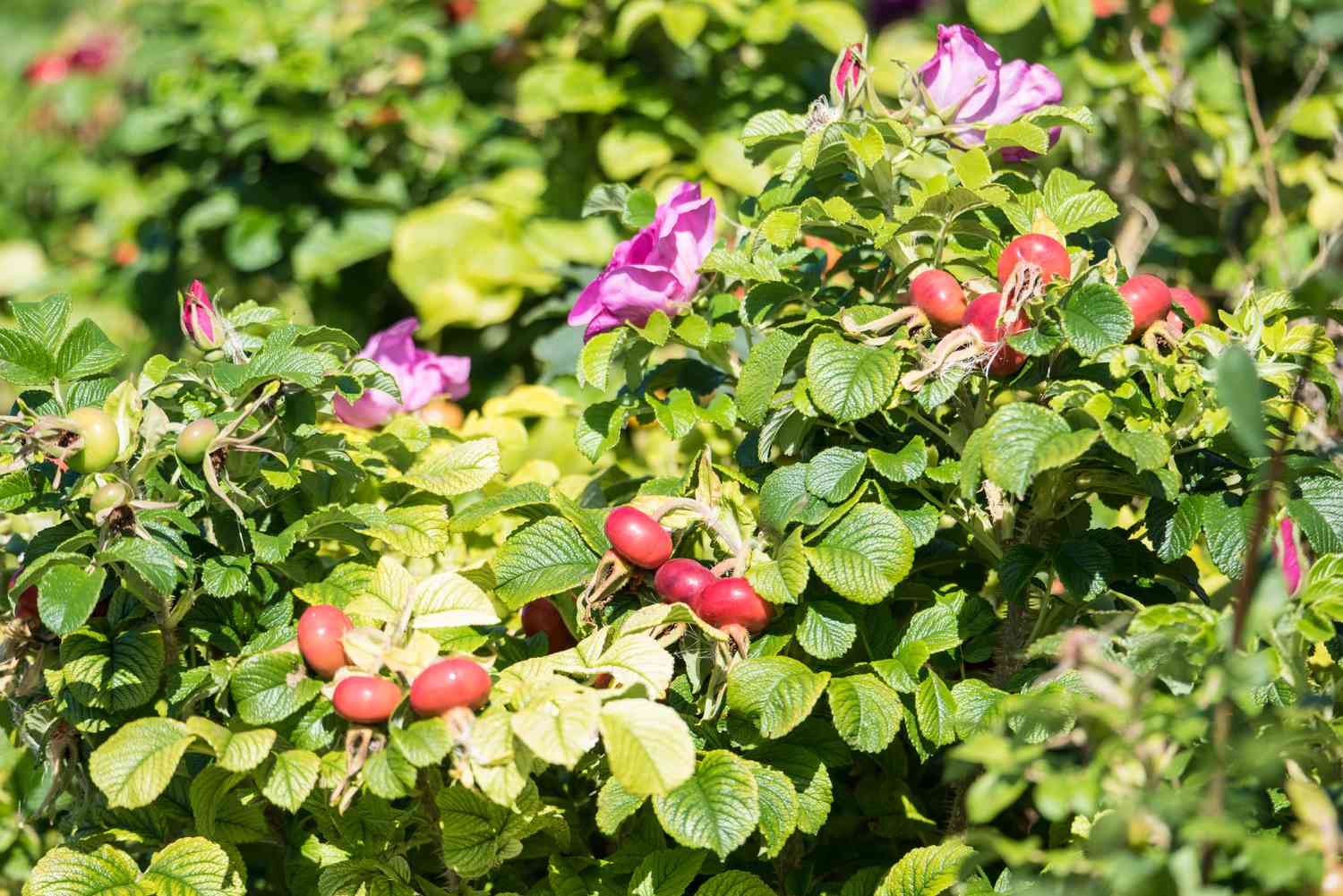 Beach rose (rosa rugosa)