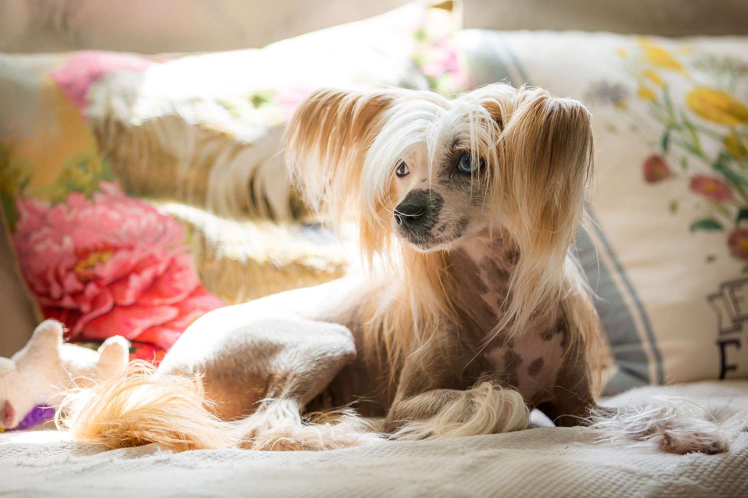 Chinese Crested Dog Laying on the Couch