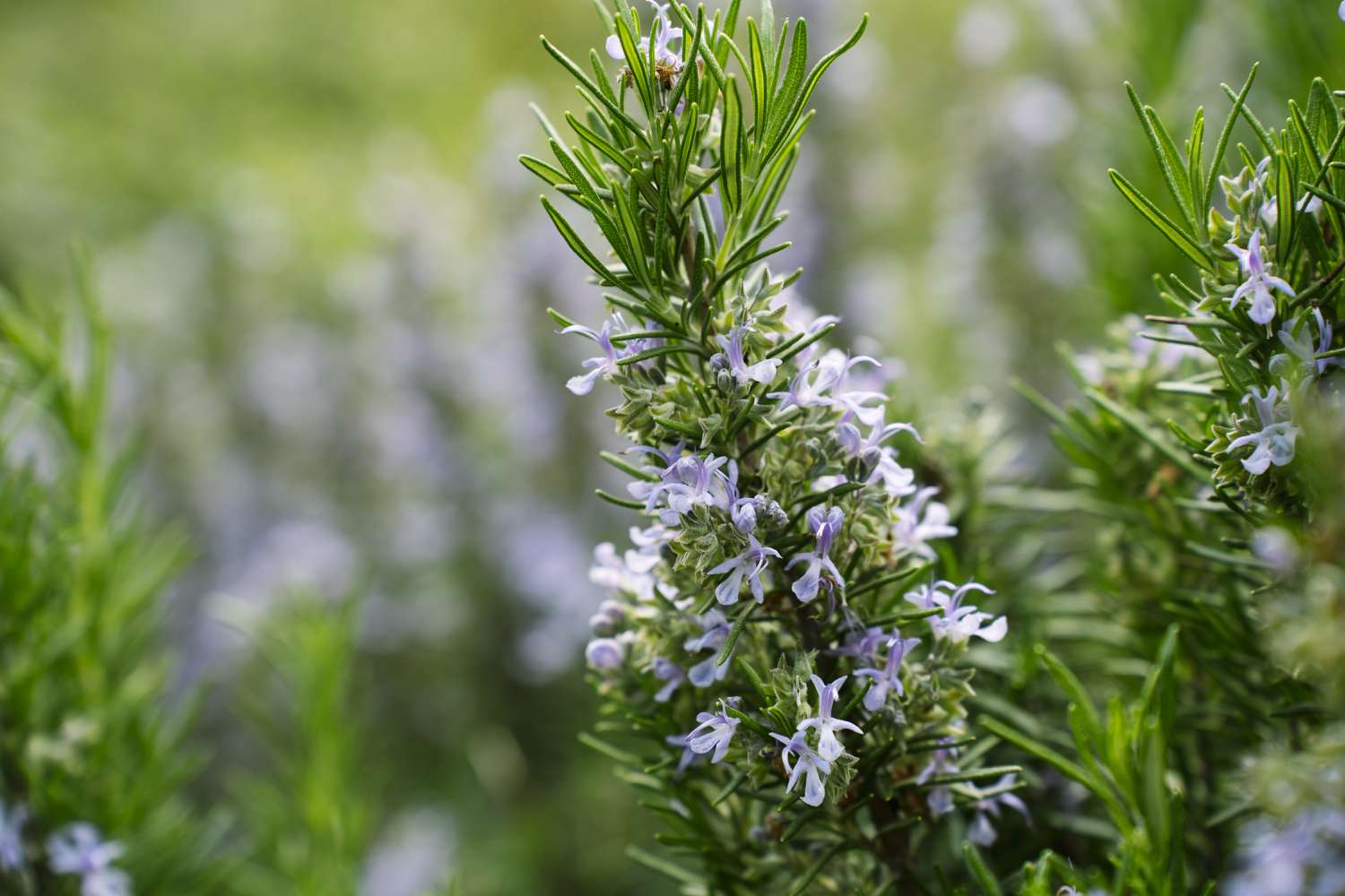 Blossoming rosemary in garden, close-up of plant in garden