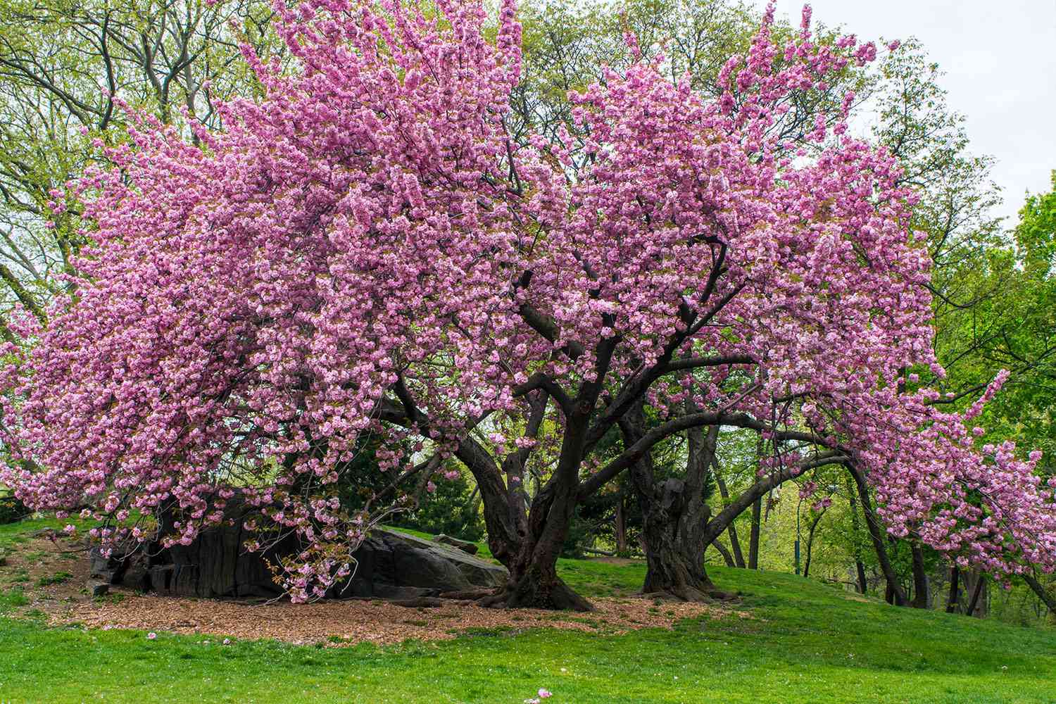 Japanese Flowering Cherry Trees
