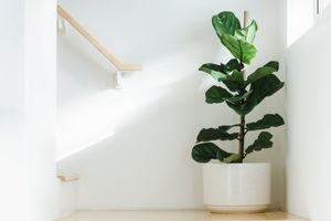 Fiddle leaf fig house plant