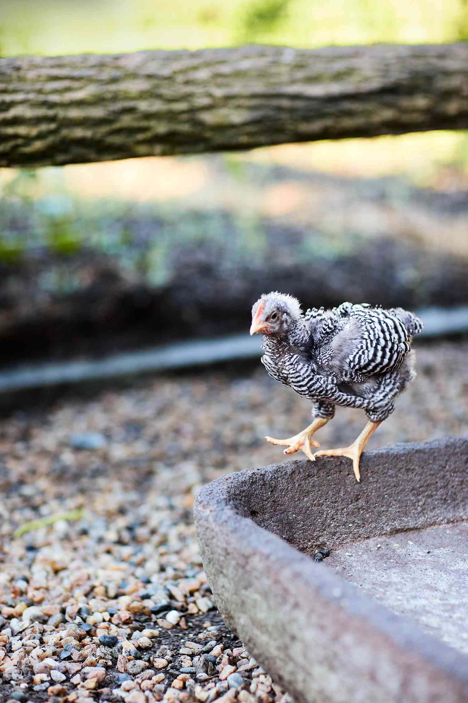 baby chicken walking on ledge
