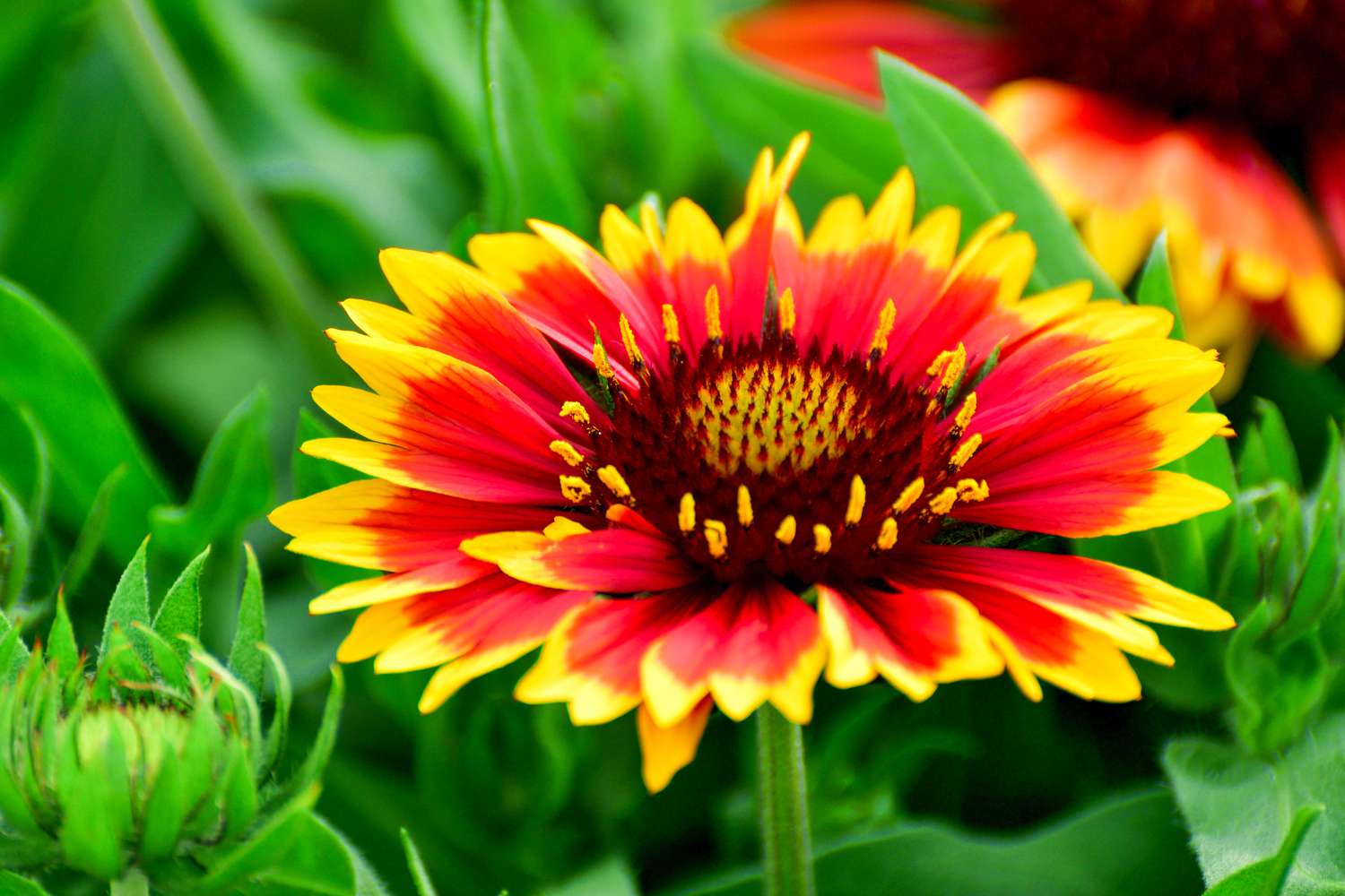 Blanket Flower