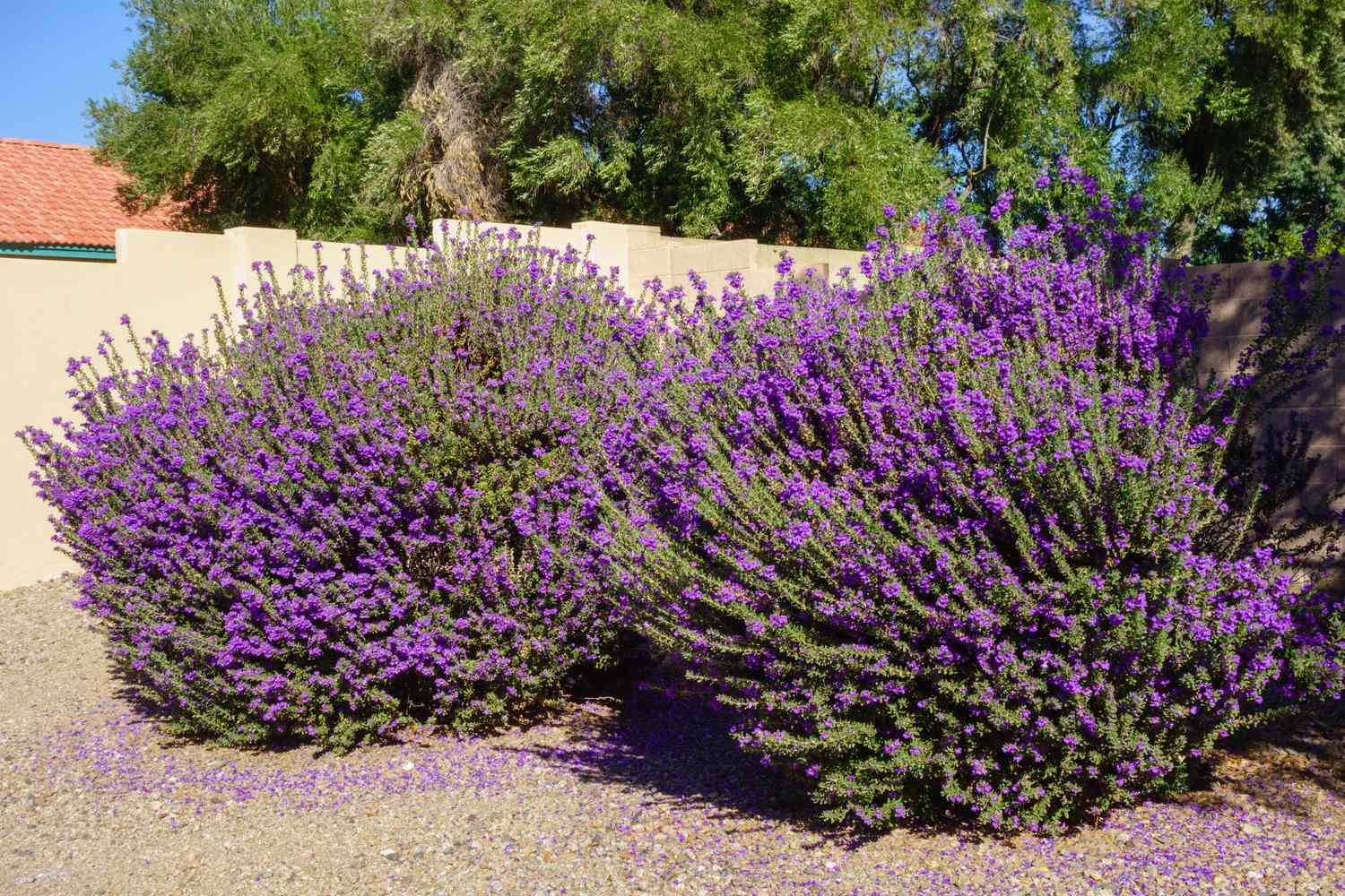 Shrubs with purple flowers in a landscaped outdoor area