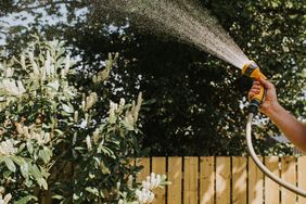 Watering plants with a garden hose sprayer wooden fence and bushes in the background