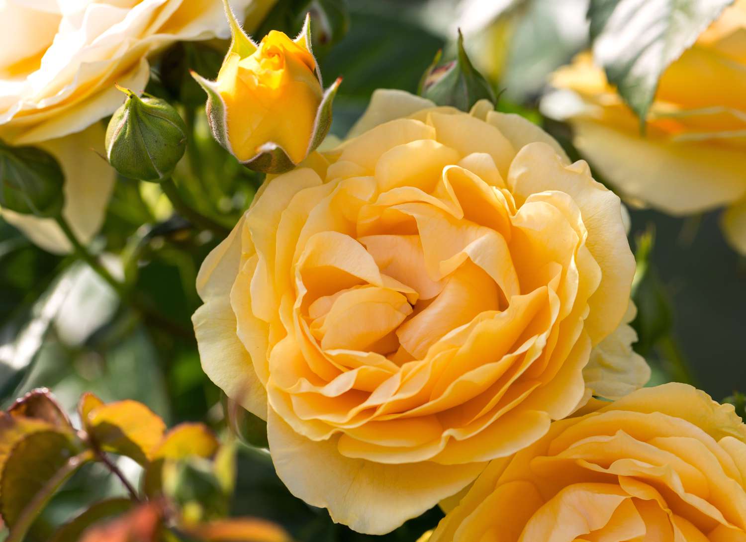rose bush with yellow roses blooming
