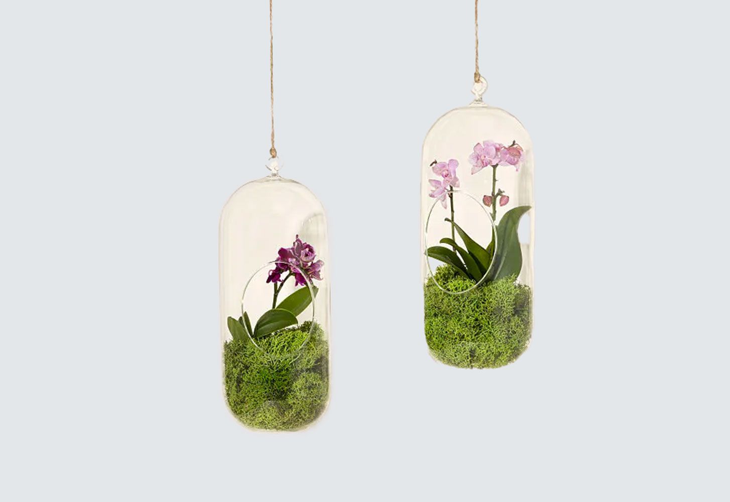 Hanging Orchid Terranium 