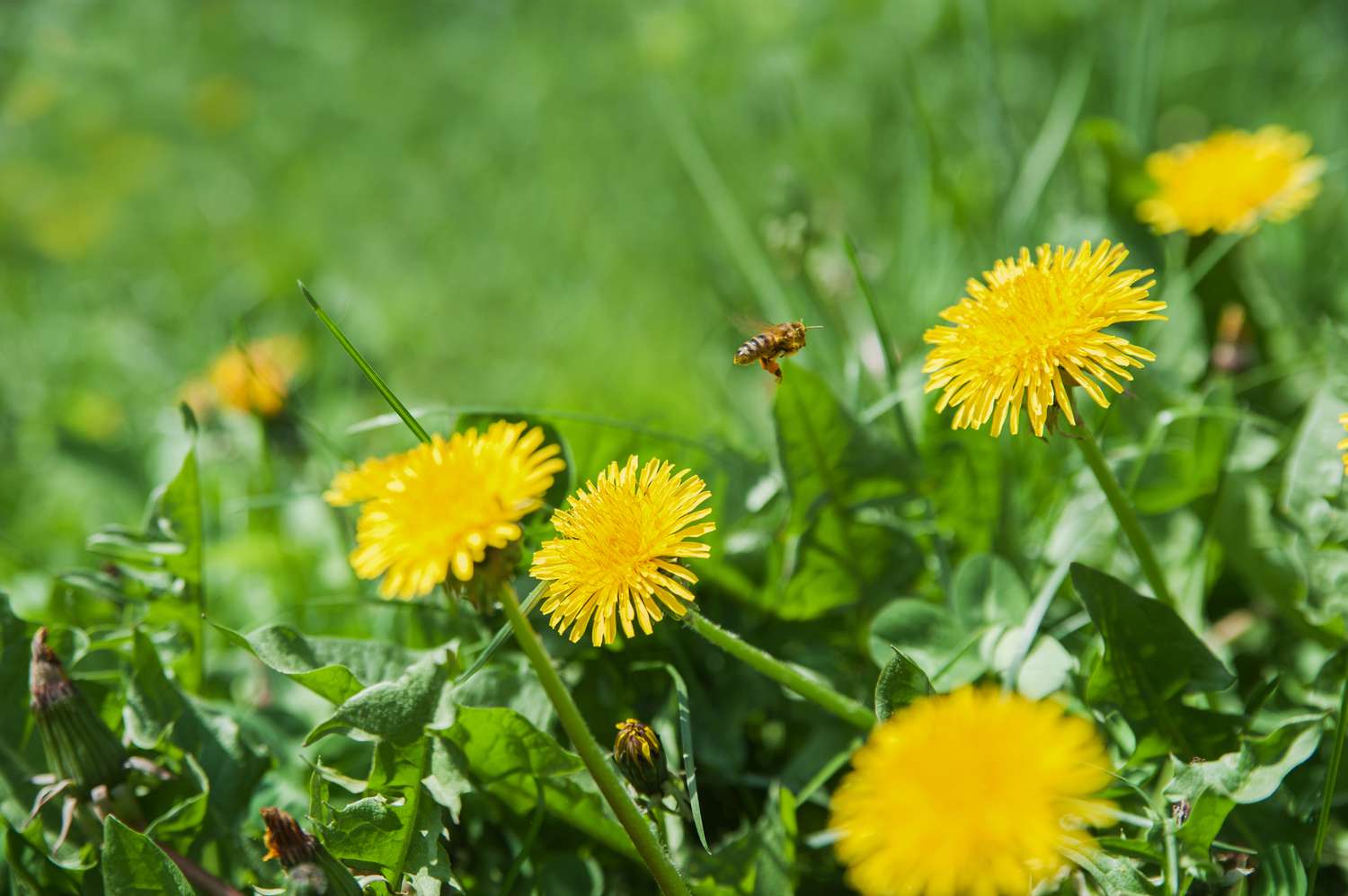 Dandelions in green grass against the sky
