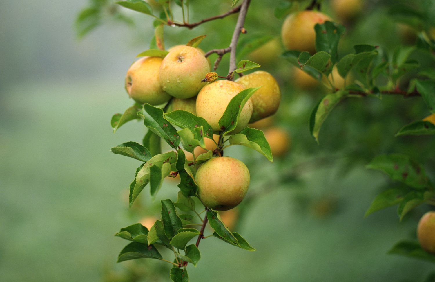 Apple tree in the shade