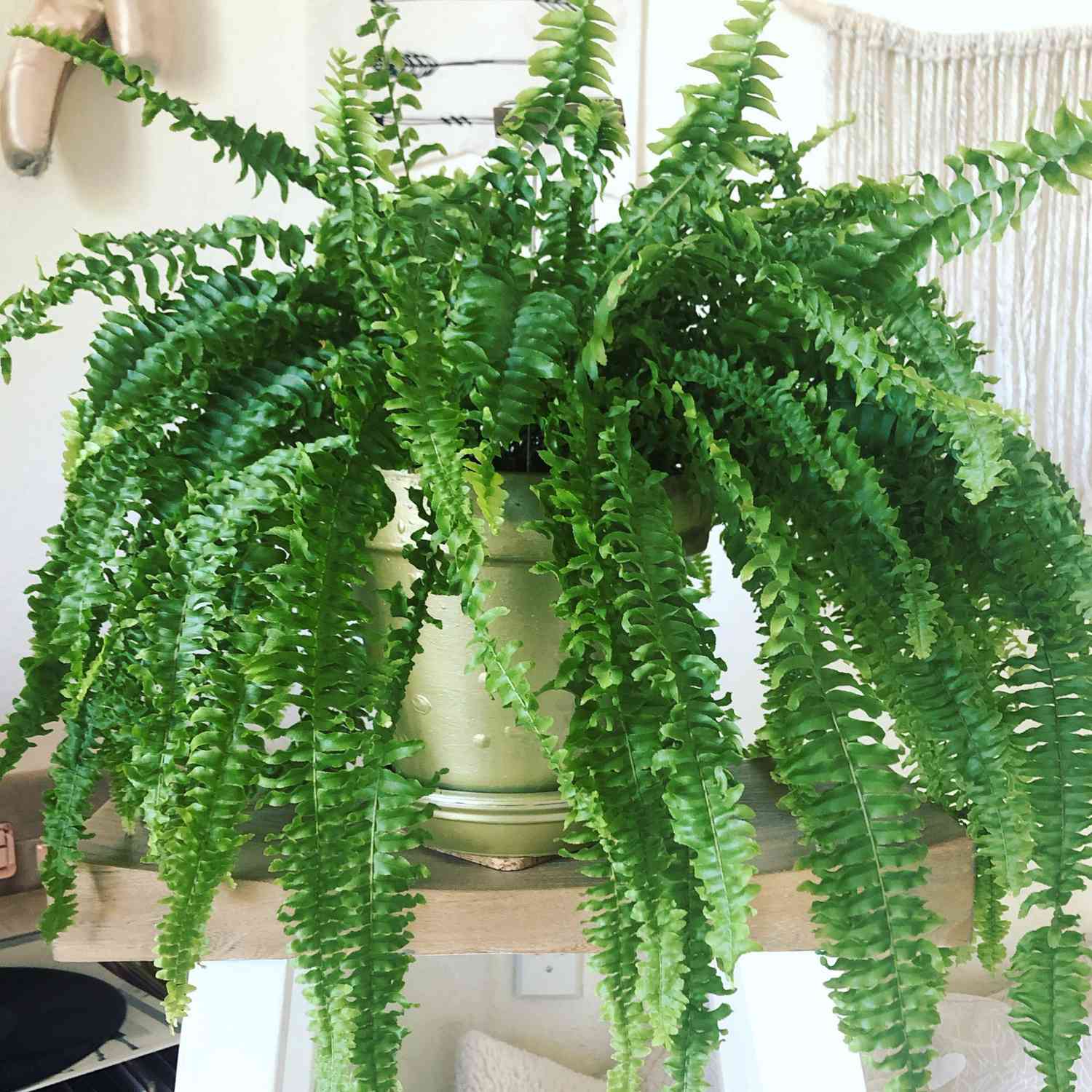 boston fern indoors