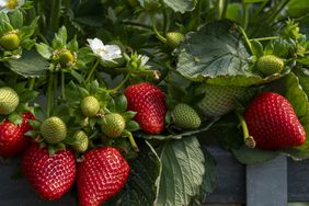 Growing organic strawberries in beds above the ground
