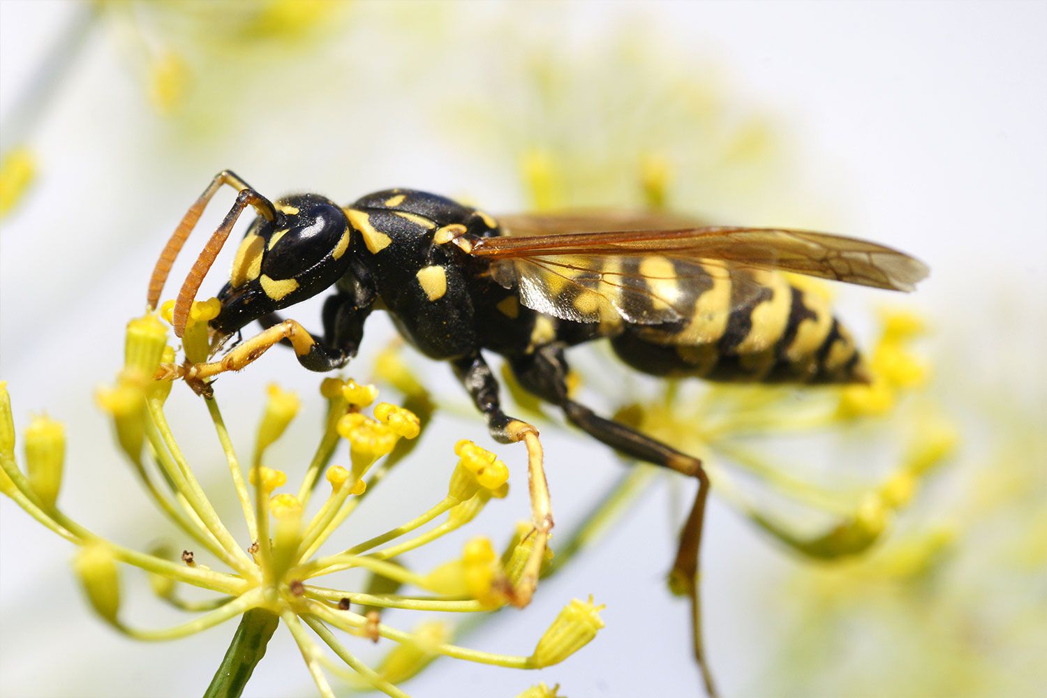 Yellow jacket wasp on flower