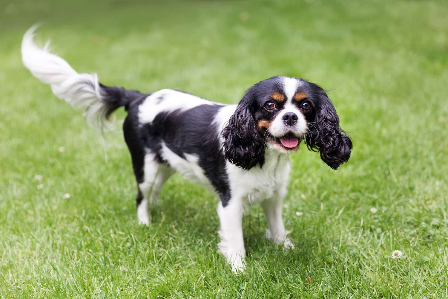 black and white Cavalier King Charles Spaniel