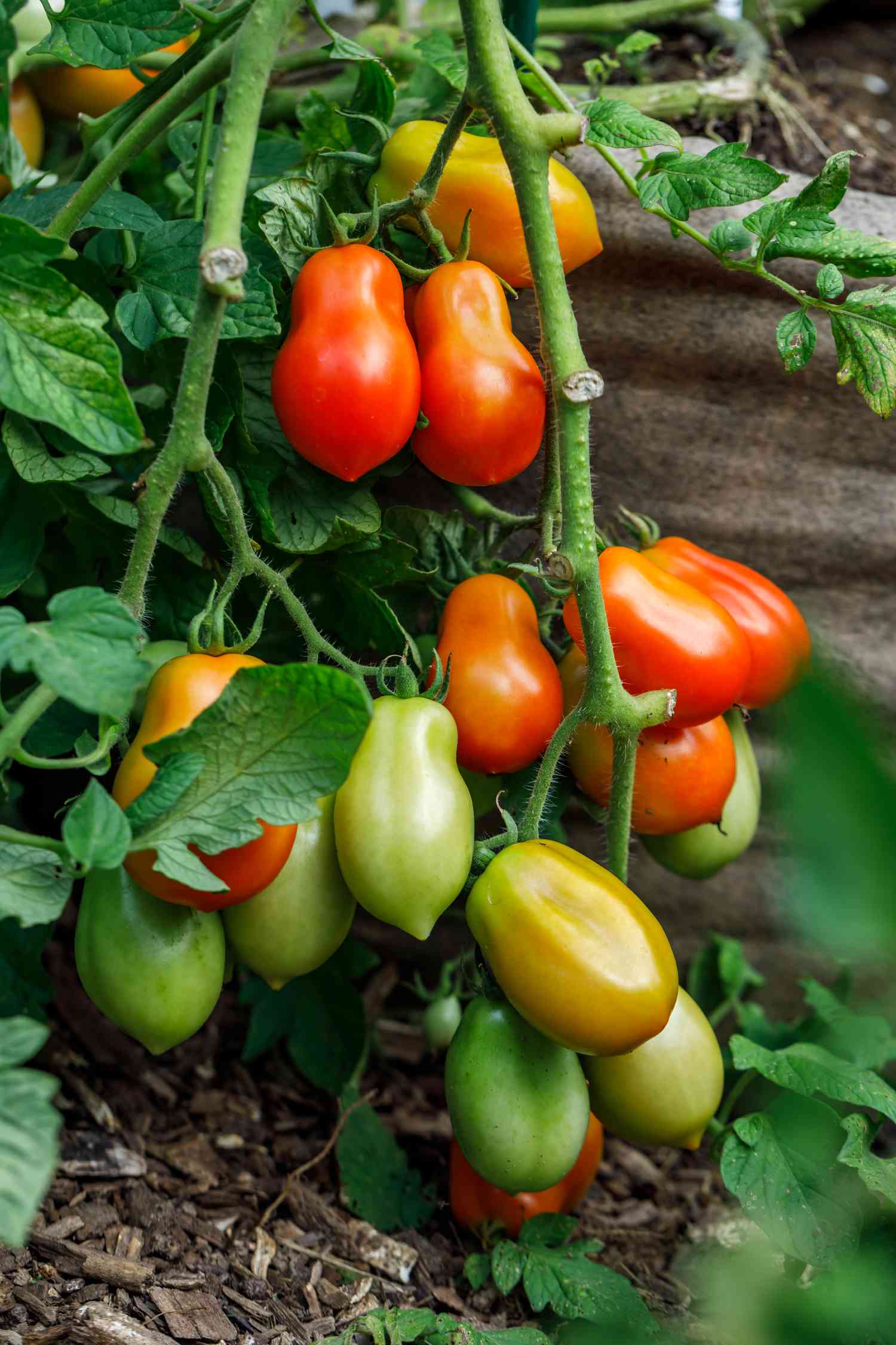 martino's roma tomatoes 