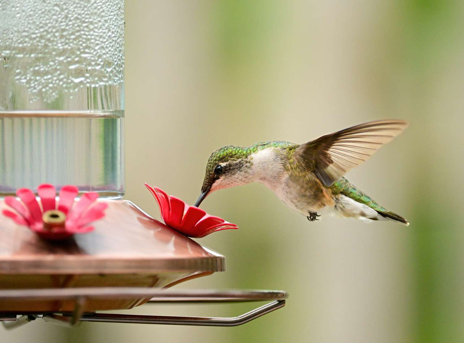 A hummingbird feeding at a red flowershaped feeder