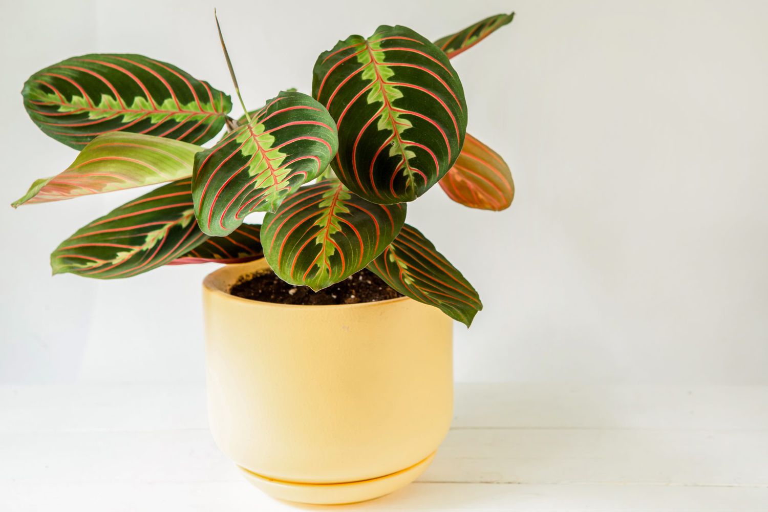 red prayer plant - maranta - in yellow pot