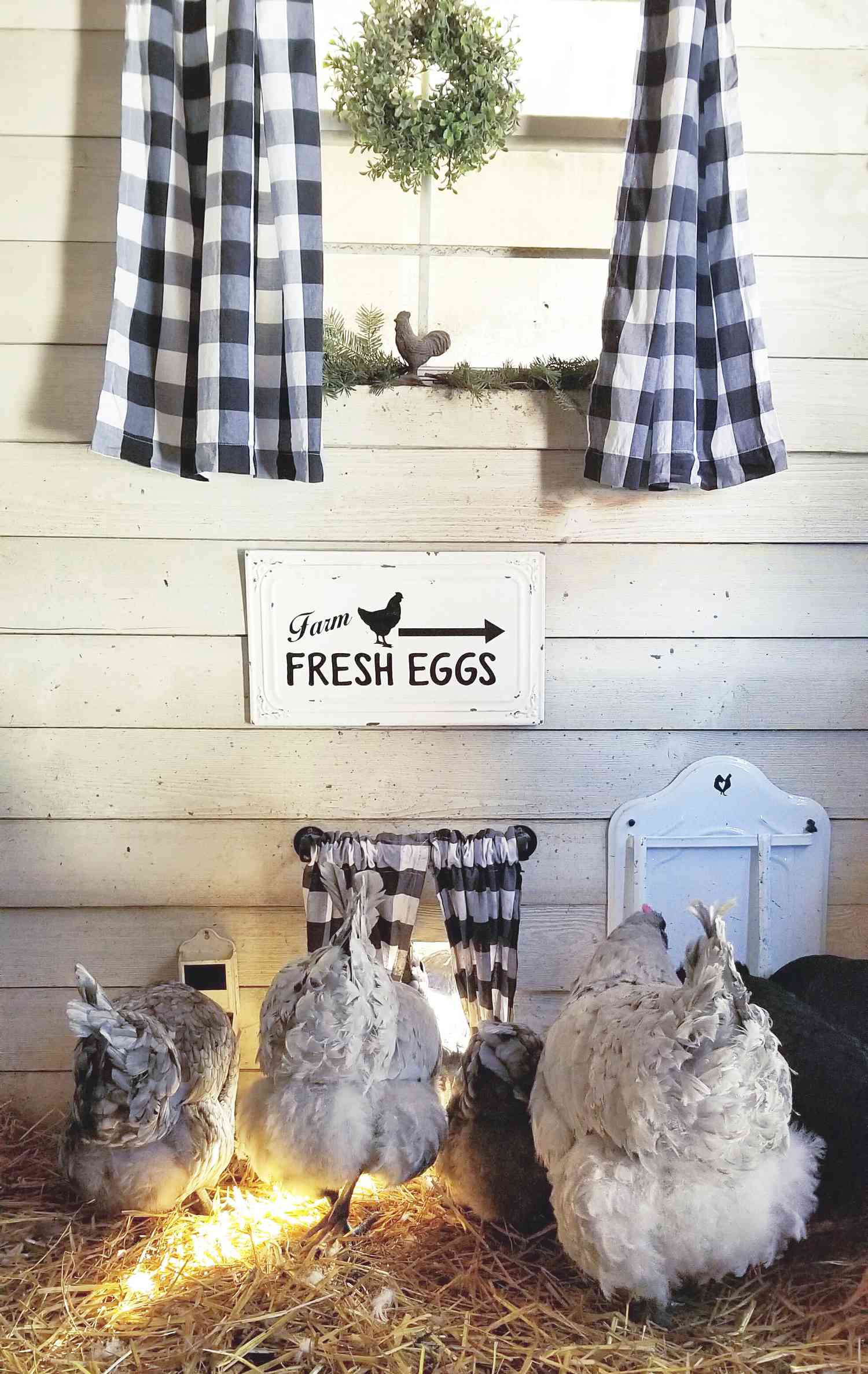 Chicken Coop with curtains