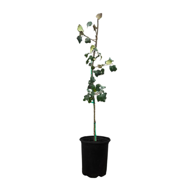 A small potted plant with green leaves and a slender stem