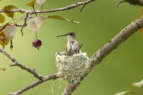 Hummingbird sitting on a nest on a branch with leaves and a small red fruit hanging nearby