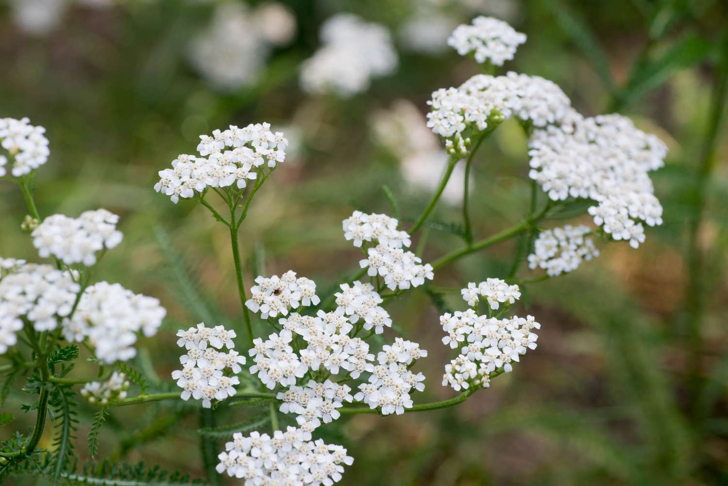 Yarrow growing in garden
