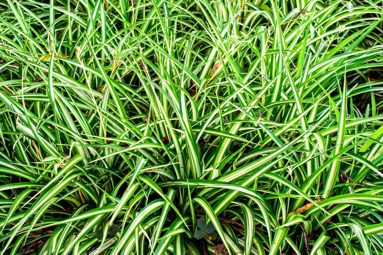 carex plant 