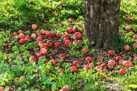 Apples scattered on the ground under a tree, grassy area