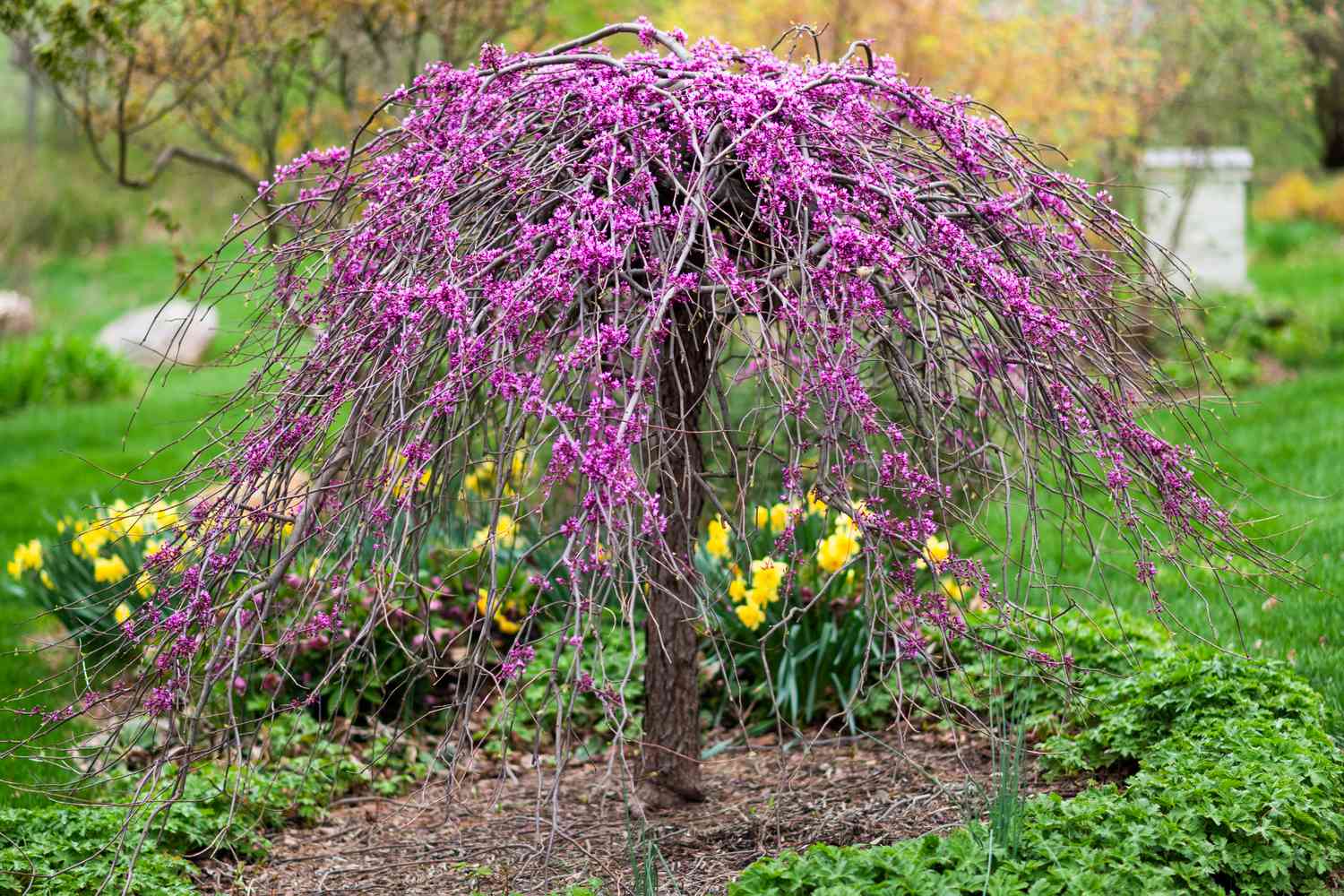 Weeping Redbud