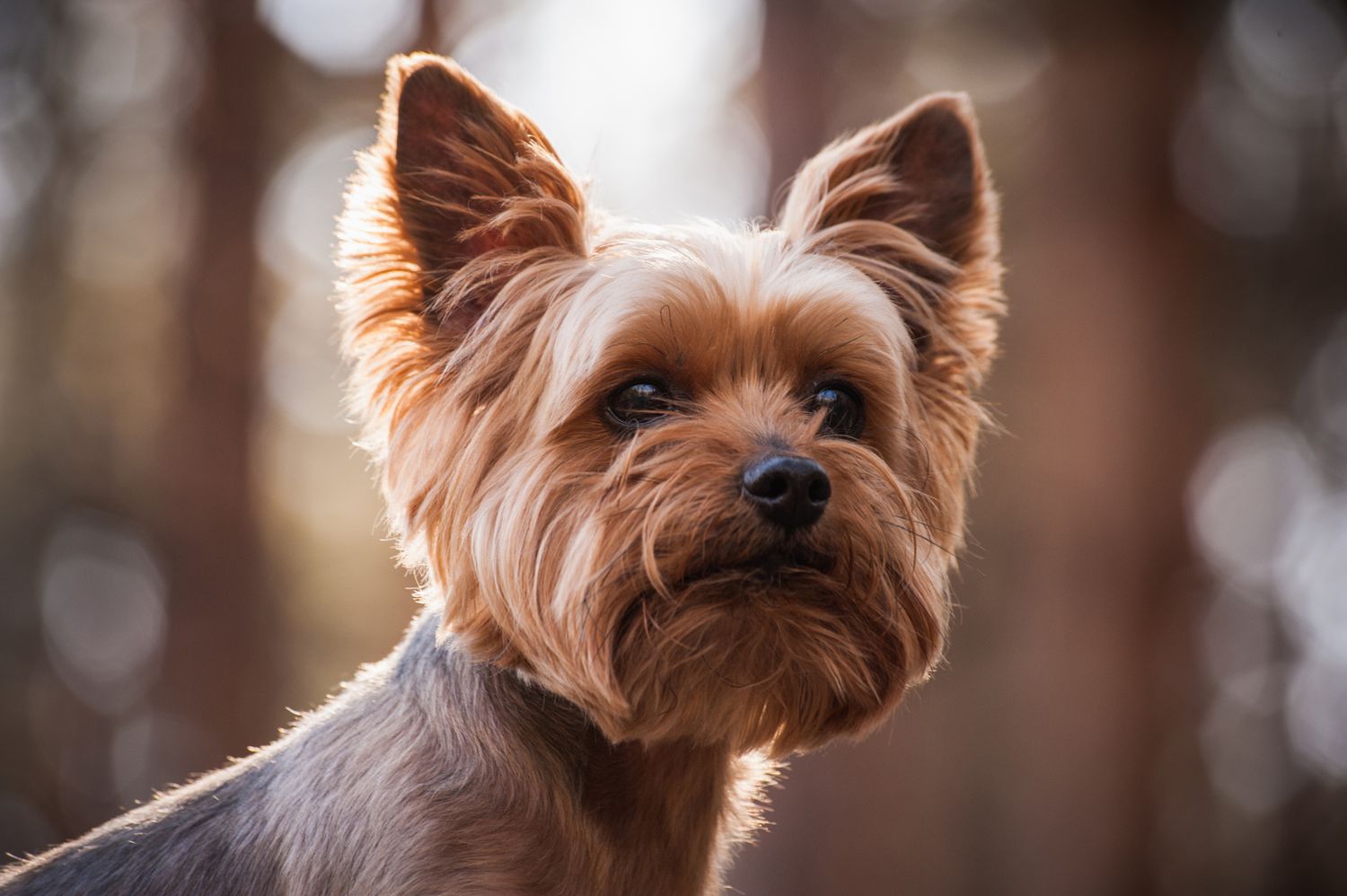 yorkshire terrier