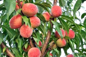 closeup of growing peaches on a tree in the orchard