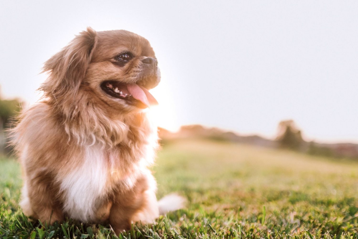 carefree Pekingese dog walking in a field