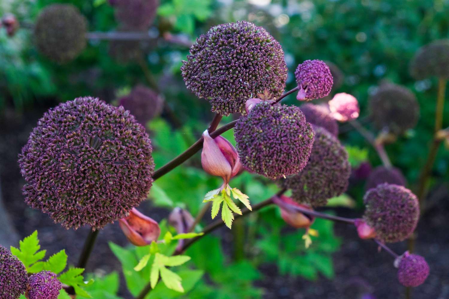 Korean Purple Angelica
