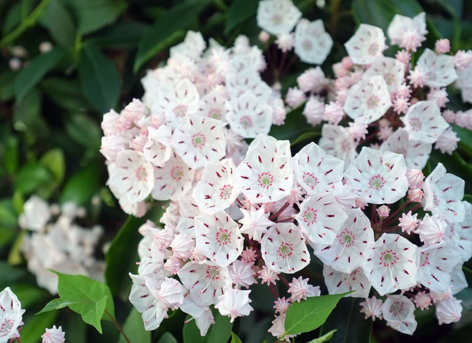mountain laurel plant with multiple white and pink blooms
