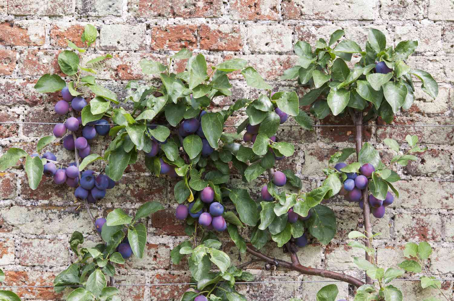 A plum tree espalier