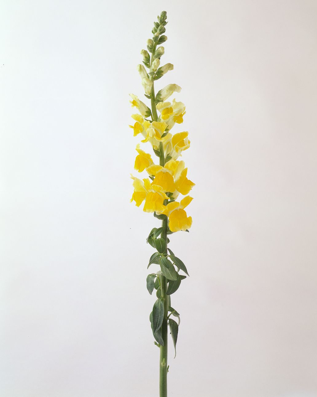 flower-glossary-snapdragon-yellow-a98432-0415.jpg