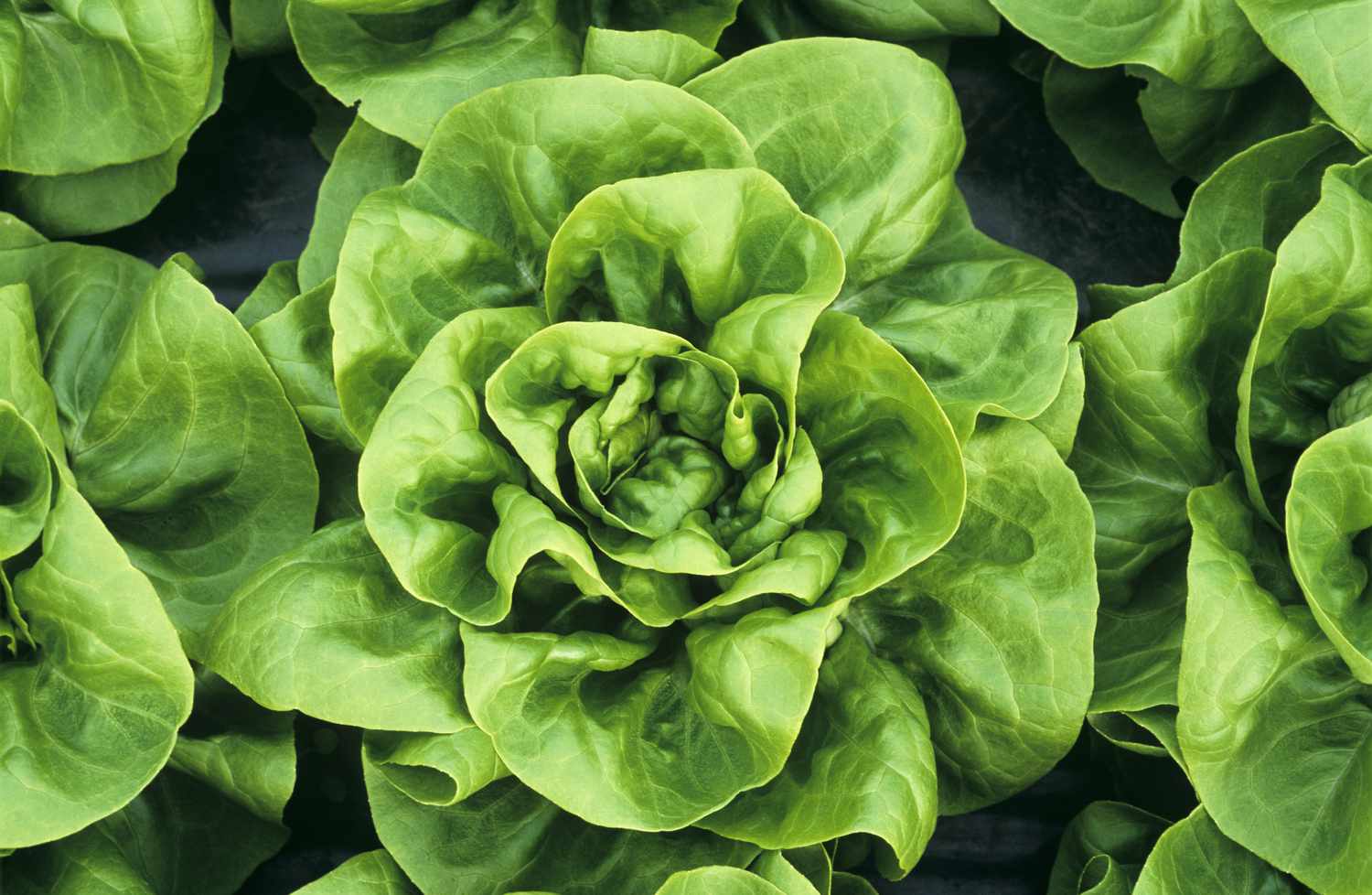 Boston Lettuce