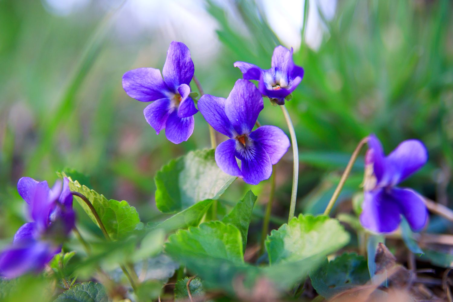 Purple flowers growing in a grassy area