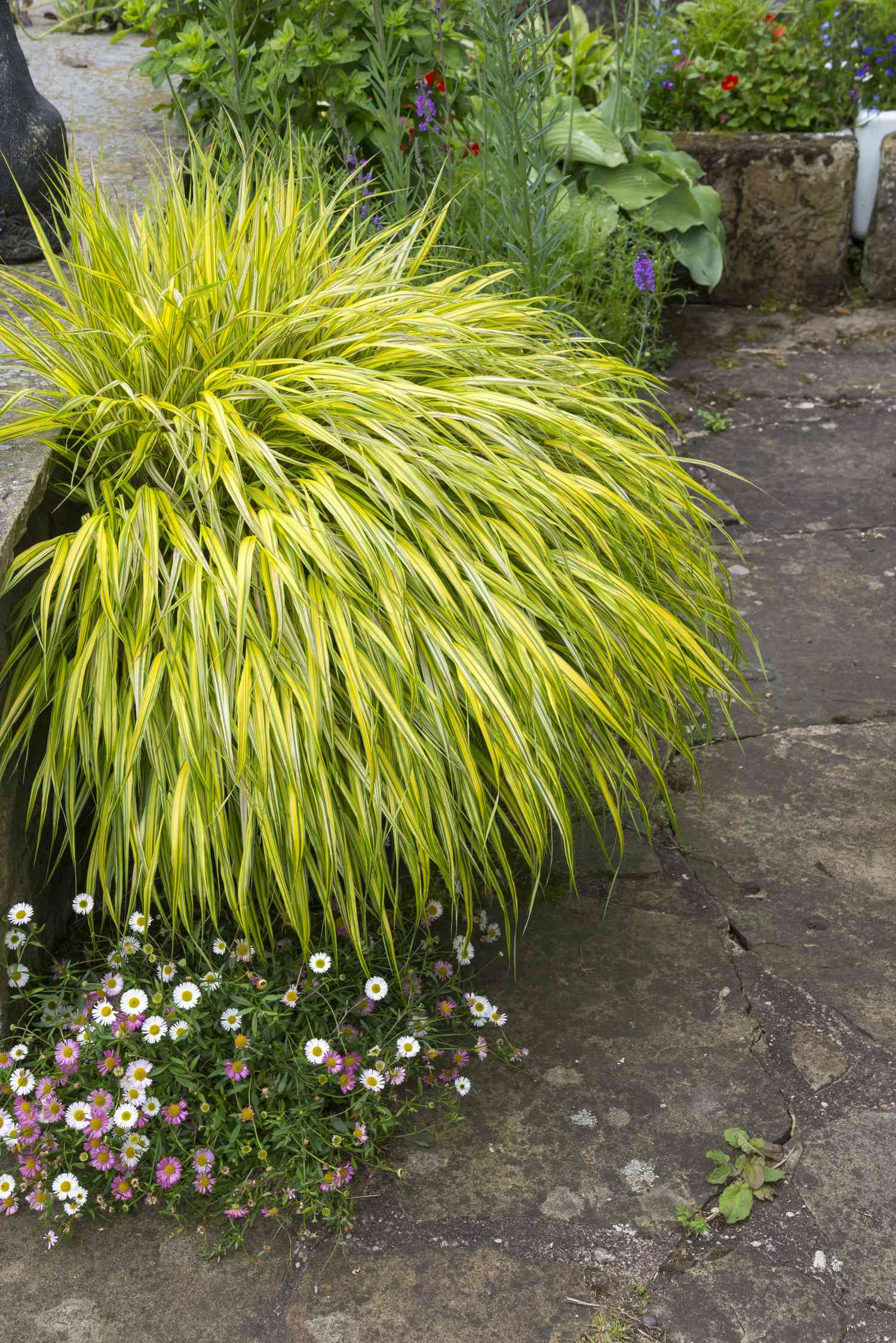 Hakonechloa macra aureola growing in a pot on a patio