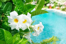 Flowers by the poolside