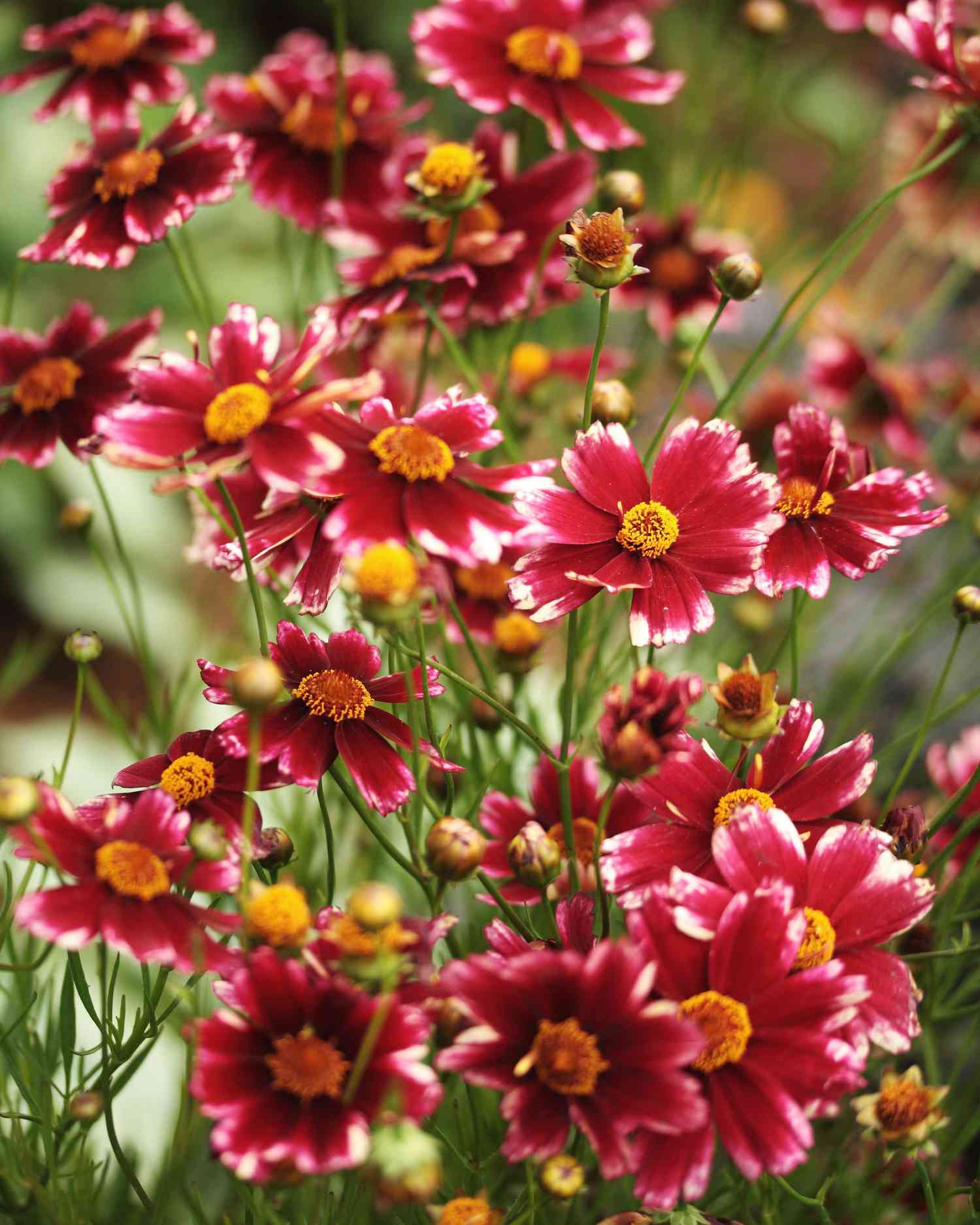 Coreopsis 'Cranberry Ice'