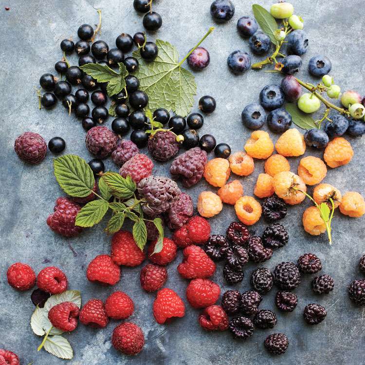rasperries, blueberries, blackberries and more on a grey surface