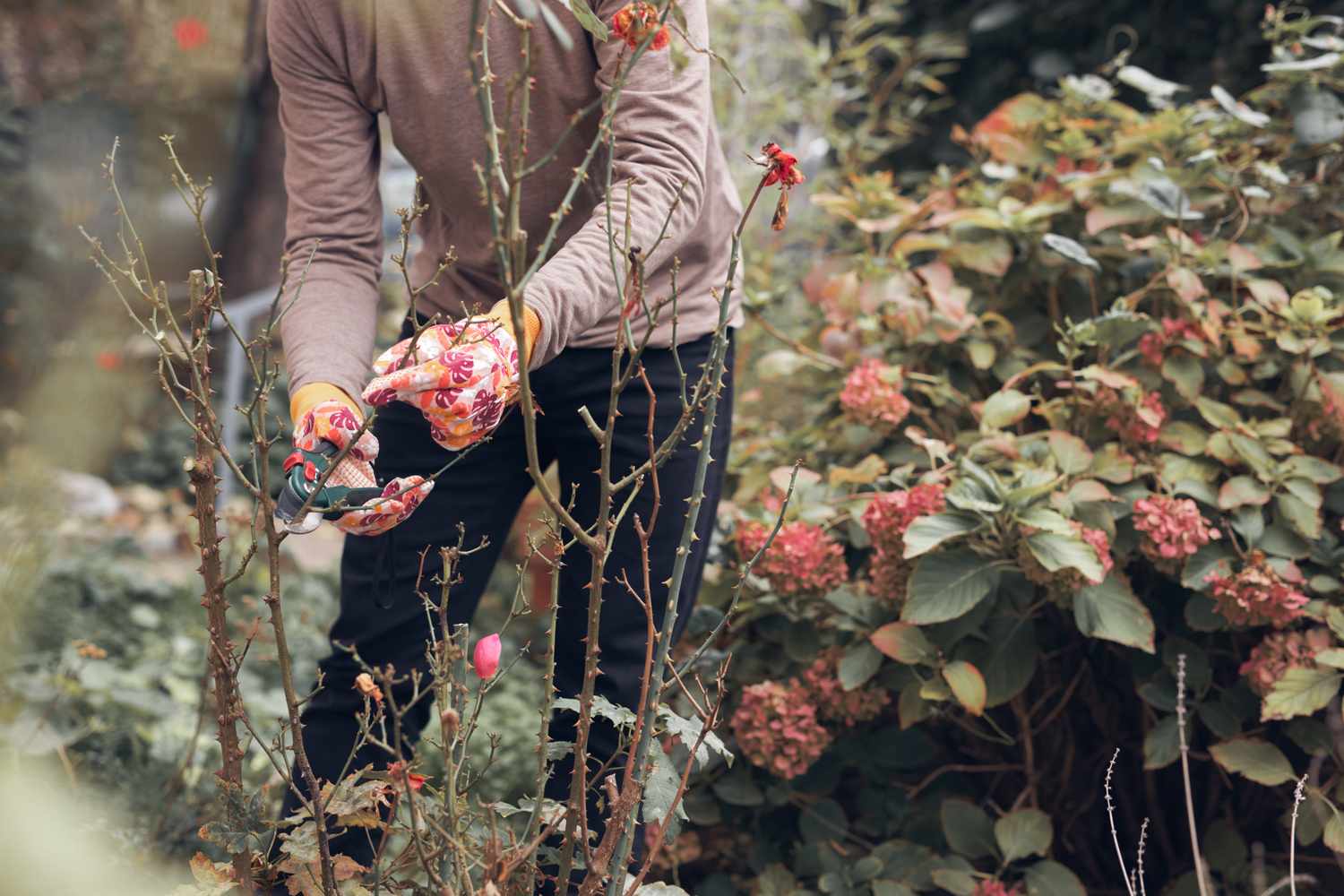 Person pruning rose bushes in a garden