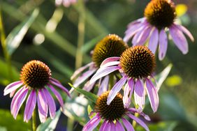 Purple coneflowers with greenery