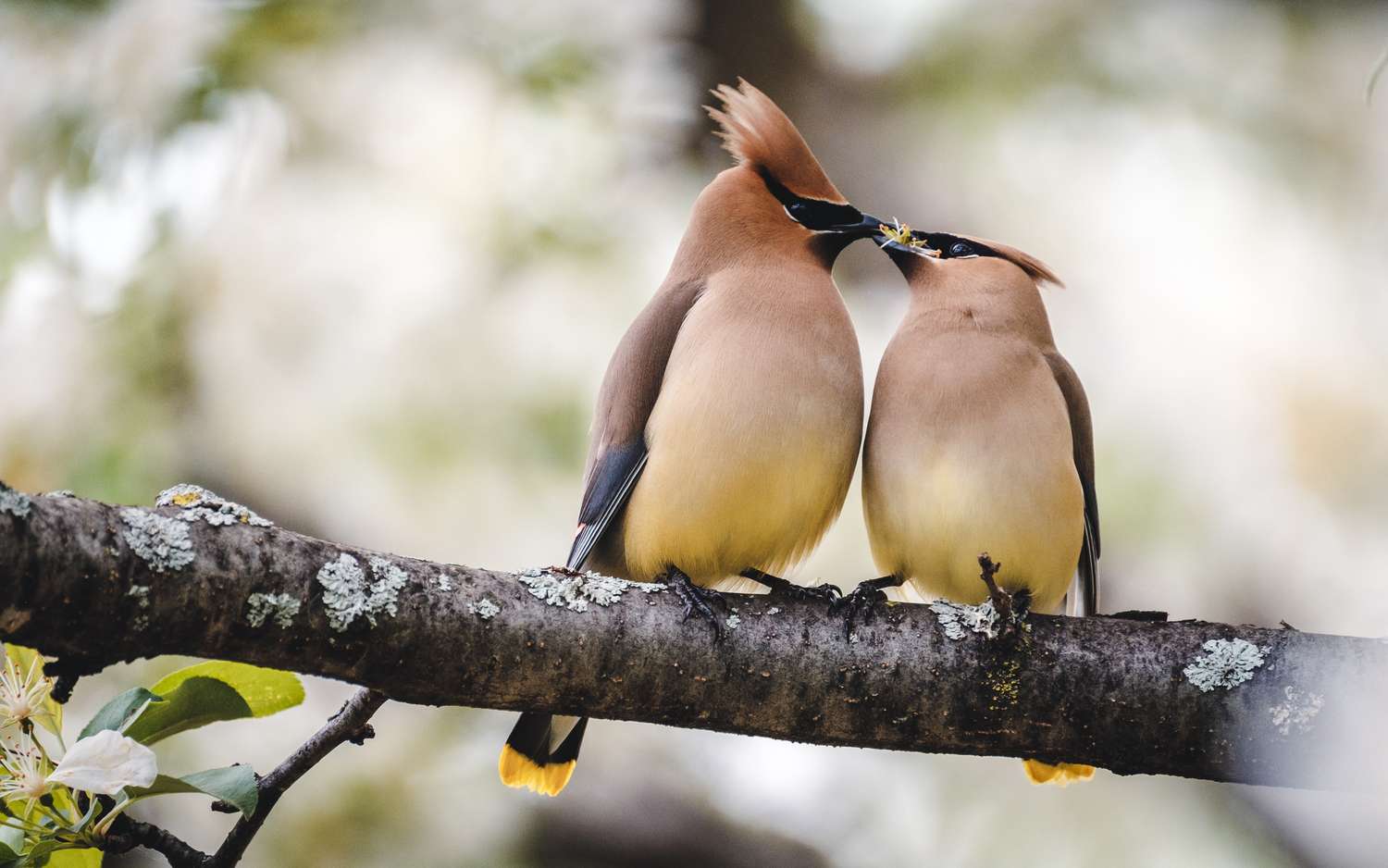Two small birds perched on a tree branch appearing to interact closely with blurred foliage in the background