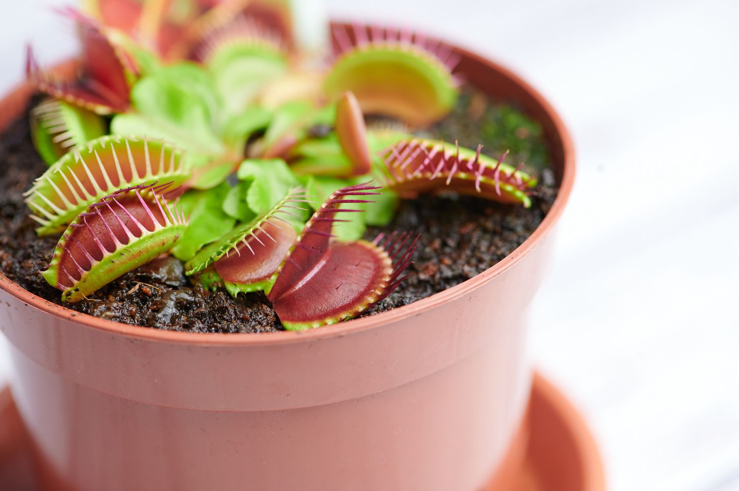 closeup of pink and green venus flytrap plant in pink pot with soil on white background