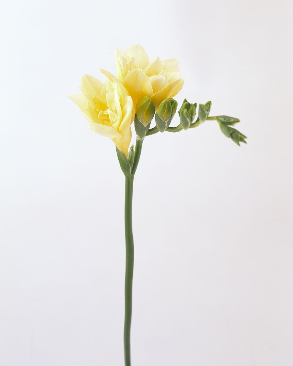 flower-glossary-freesia-a98432-0415.jpg