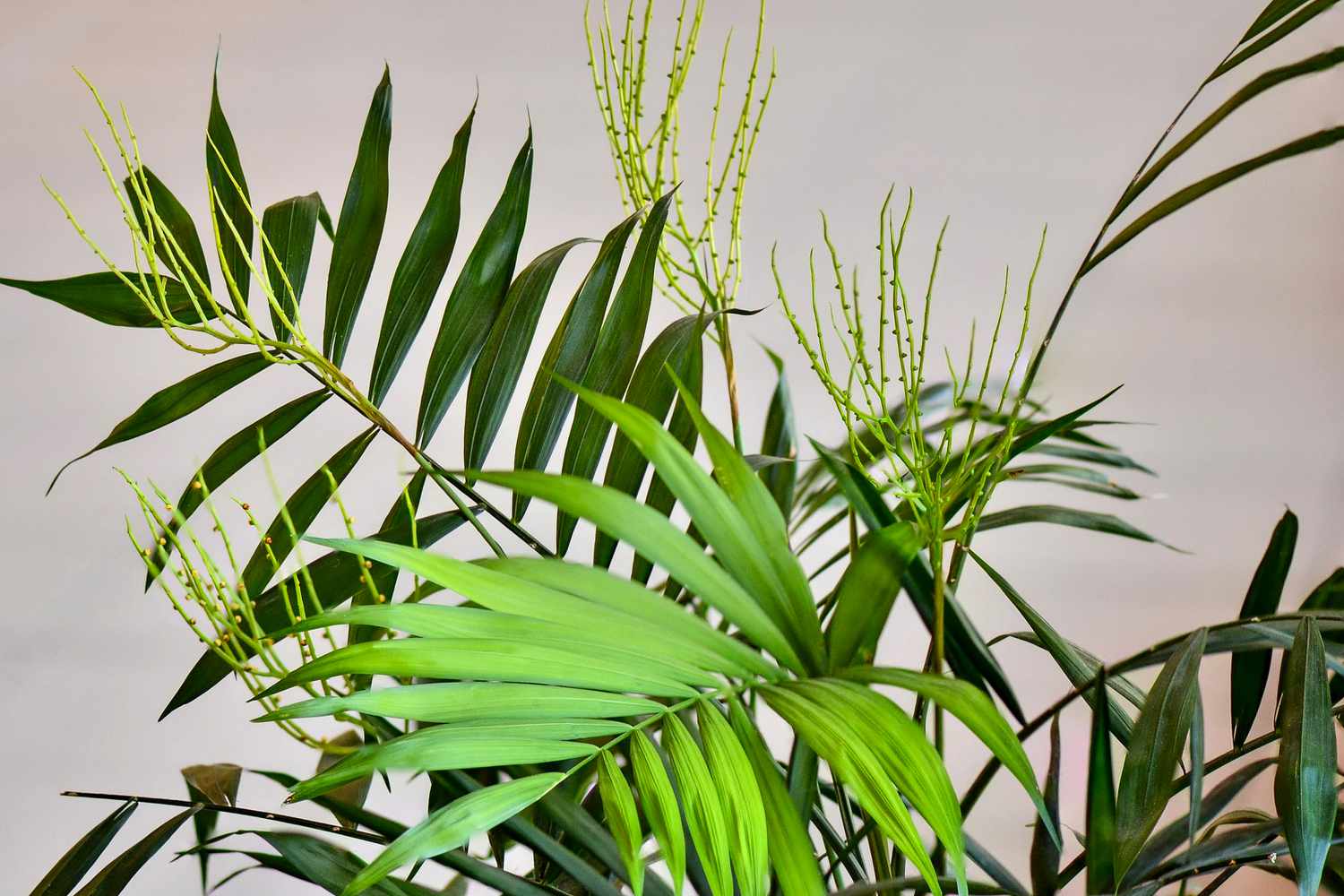 Bamboo palm