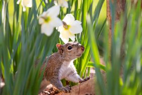 A squirrel among daffodils in a garden setting