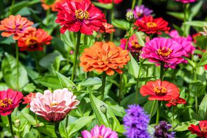 Beautiful colorful zinnias in the summer garden