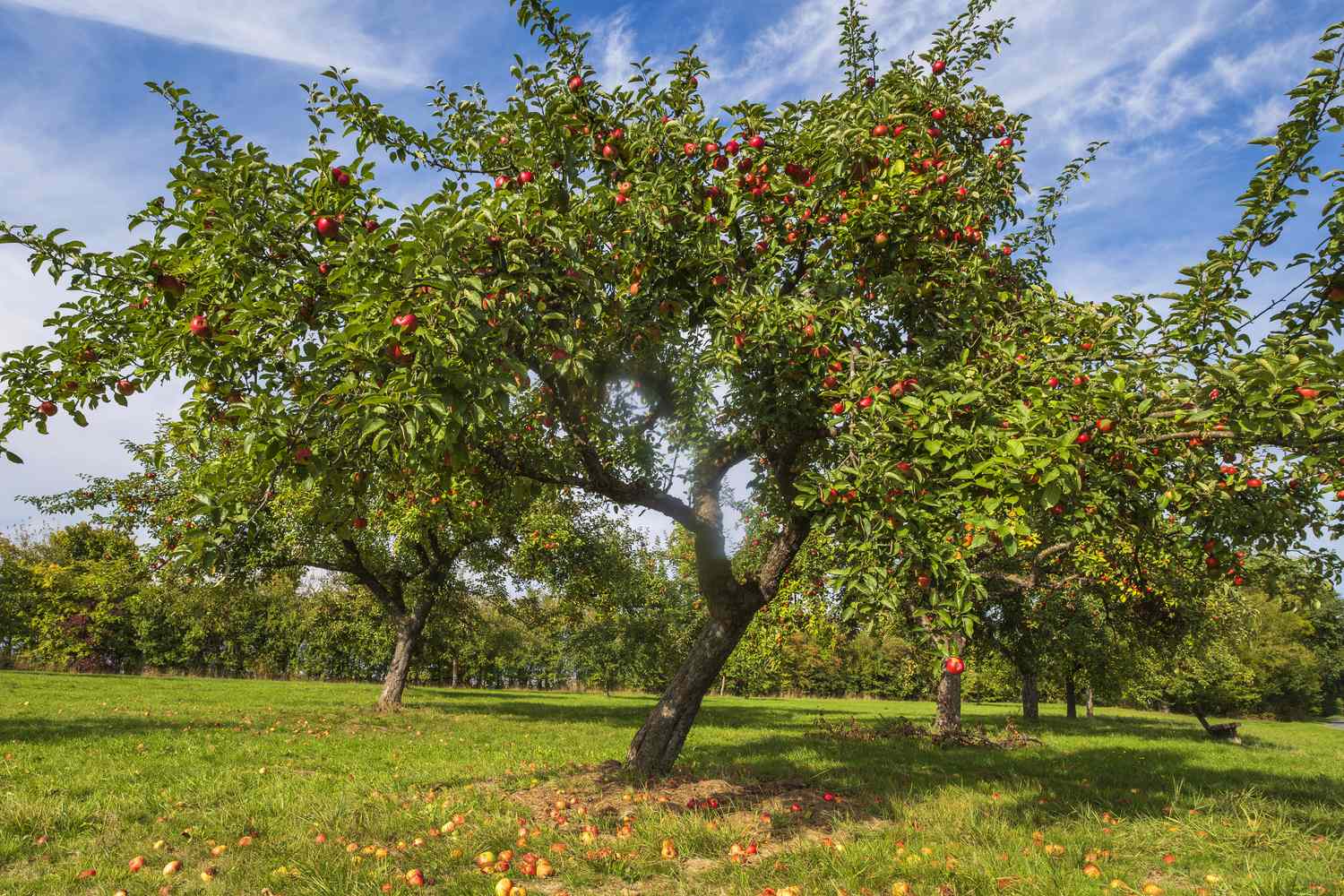 An apple tree in an orchard with ripe apples on its branches and some on the ground
