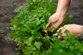 parsley in garden 